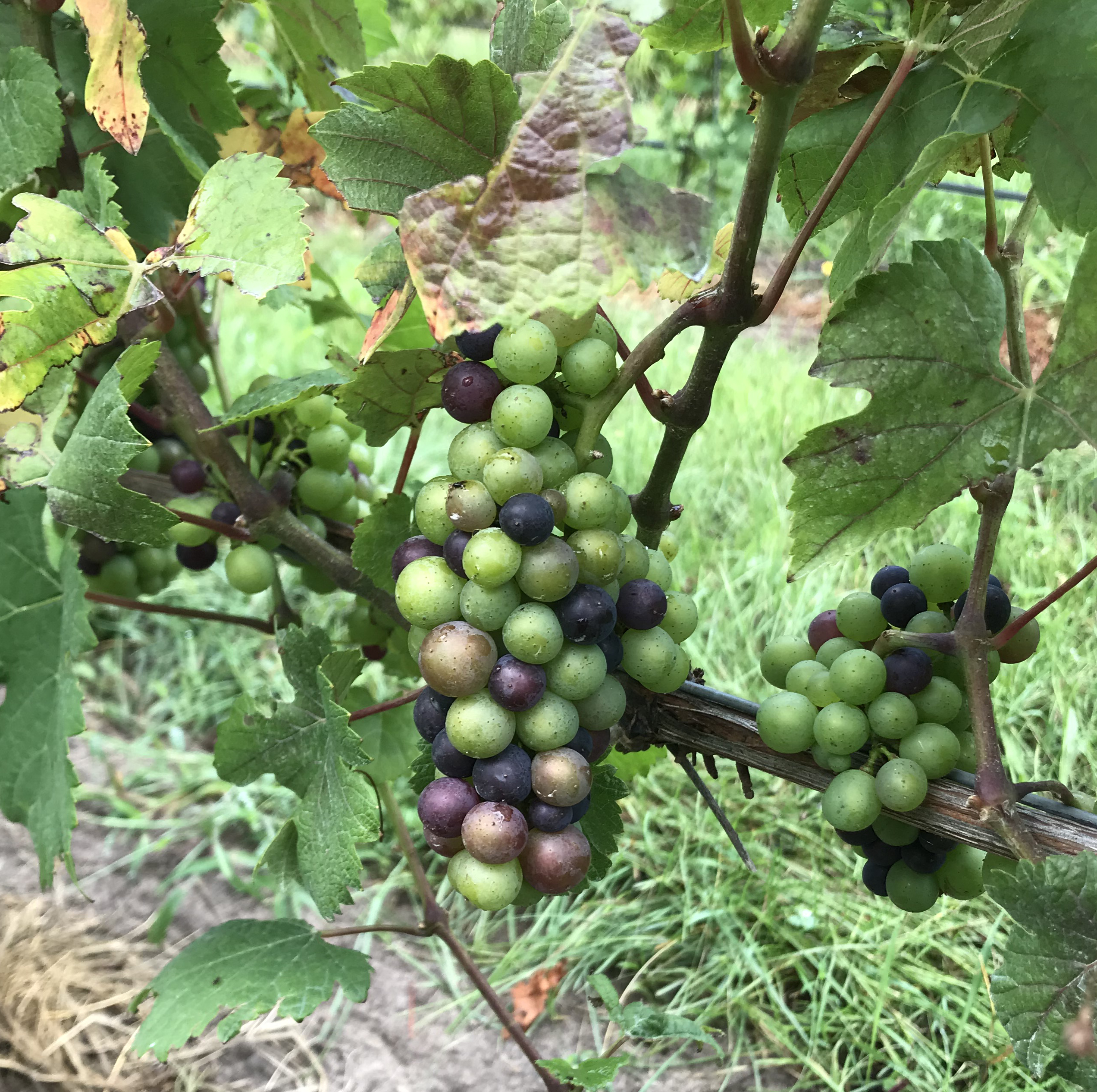 Pinot noir grapes